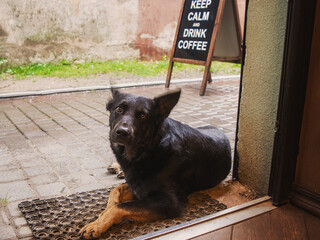 dog on the threshold of a coffee shop