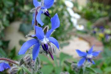 庭の青いボリジ（ルリジサ）のマクロ写真／【ハーブ】Borago officinalis