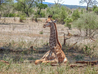 Sleepy African Giraffe, lying in the shade, to avoid the midday African sun. Giraffe in the Kruger National Park.
