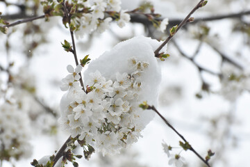Snow in spring on a tree blossom. Concept of bad weather condition, frost and agriculture disaster. Damage to the orchard