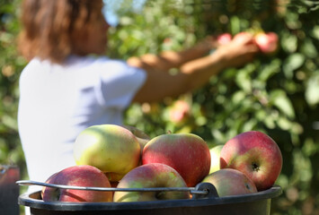 Female seasonal worker picks ripe apples in apple orchard