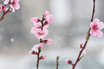 Snow in spring on a tree blossom. Concept of bad weather condition, frost and agriculture disaster. Damage to the orchard