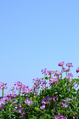 Fototapeta premium レンゲの花畑 青空背景