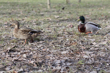 duck and ducklings