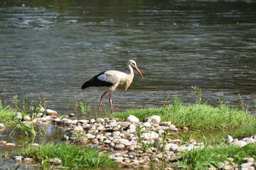 European stork wading through flooding looking for food. Stork fishing on river banks