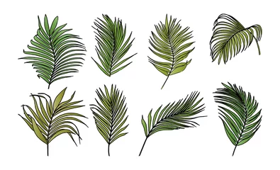 Behang Tropische bladeren Verzameling van palmboombladeren met vector in inktstijl