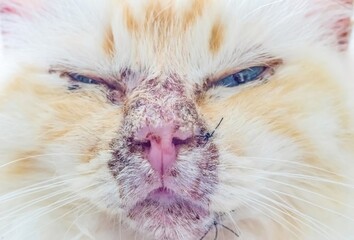 Pemphigus- Autoimmunerkrankung bei einer heiligen Birma Katze