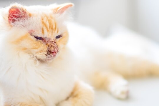 Pemphigus- Autoimmunerkrankung bei einer heiligen Birma Katze
