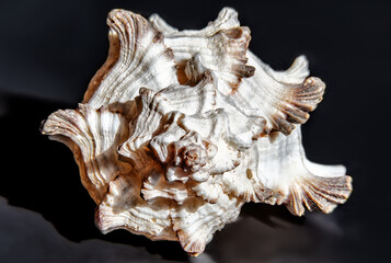 Sea clam shell texture and pattern. Design element for interior design.