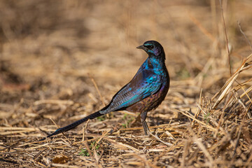 Long-tailed starling  on the riverbed in Zimbabwe
