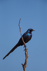 Long-tailed starling  on a branch in Zimbabwe