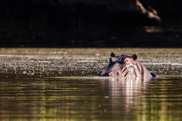 A hippo surfaces in a small lake in Mana Pools