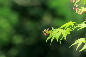 花が咲いた、春の紅葉