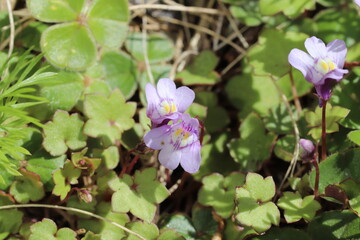 早春の庭に咲くツタバウンランの紫色の花