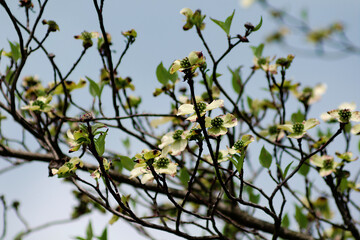 branch of a tree