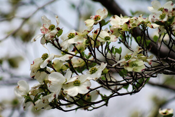blossom in spring