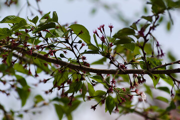branch of a tree