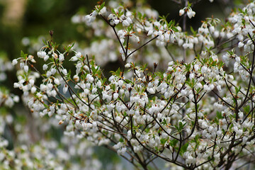 branch of a tree