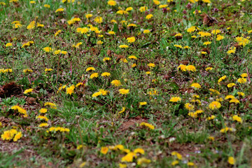 field of yellow dandelions