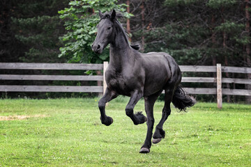 Black young freisian stallion running and playing in the fenced pasture in summer day.