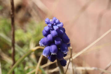 早春の庭に咲くムスカリの紫色の花