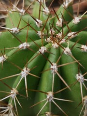 close up of cactus