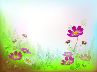 Obraz na płótnie Canvas Cosmos flowers in the meadow against the dawn sky. Vector design for banners, cards, website, other with place for an inscription. 