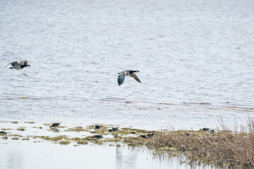 Two geese fly by, above the lake. Blue sky and sun