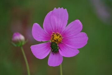 コスモス