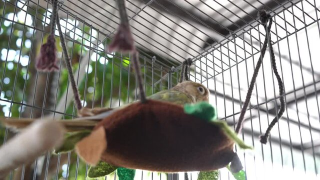 Green-cheeked parakeet or green-cheeked conure is walking, climbing the cage.