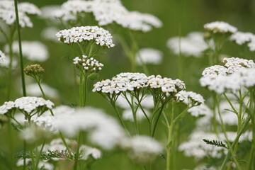 Achillea millefolium. White flowering plant on a green background © Jitka