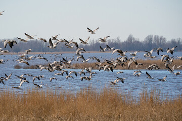 A large flock of geese fly by, above the lake. Blue sky and sun