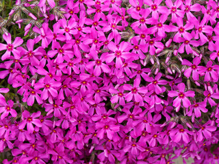 Teppich-Flammenblume leuchtend rot oder Phlox subulata 'Scarlet Flame'
