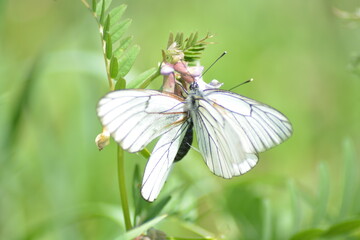 A pair of white butterflies in love on a flower in the green grass in a summer field. Blurred background, bokeh effect, selective focus