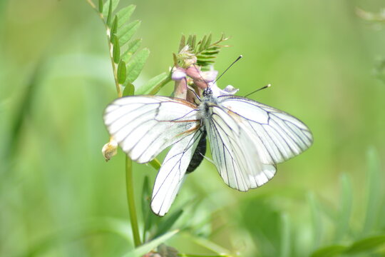 A pair of white butterflies in love on a flower in the green grass in a summer field. Blurred background, bokeh effect, selective focus