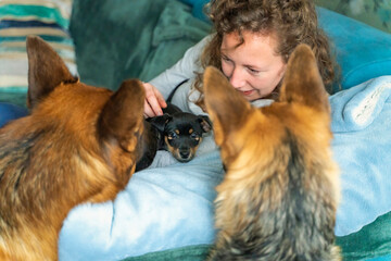 Young woman is sitting on the sofa with her little Jack Russell Terrier puppy in her arms. Two out of focus German Shepherds are looking curiously at the puppy. Selective focus