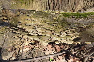 Fungi are parasites on a fallen tree trunk.