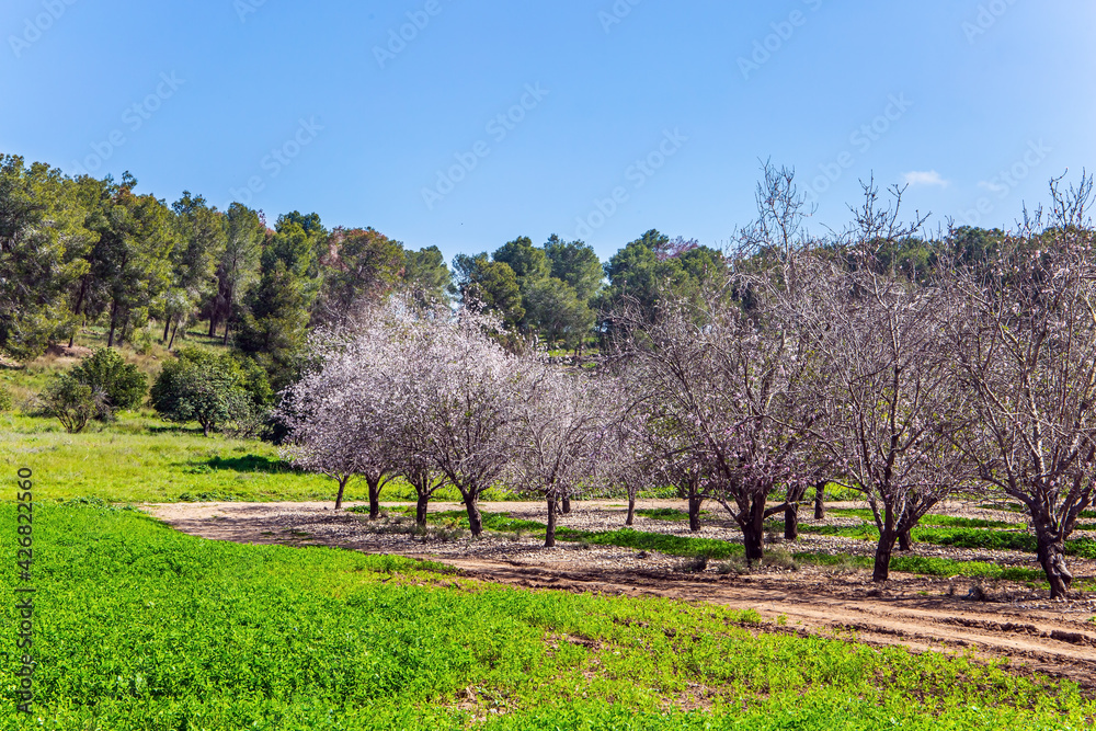 Poster the almond tree garden