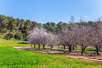 The almond tree garden