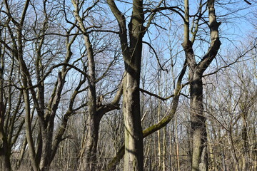 Branches of trees against the blue sky.