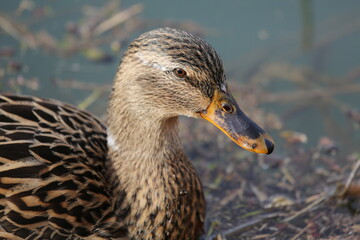 Canard du canal du midi