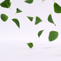 Falling green leaves of spearmint, birch or tree isolated on white background, 3d rendering