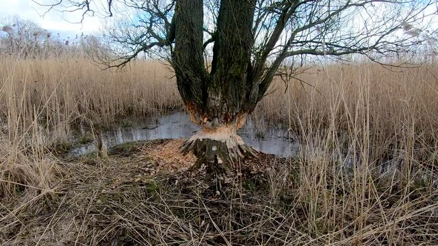 Beaver is cutting a tree to build a dam. Tree gnawed by beaver with sawdust are all around the tree.
