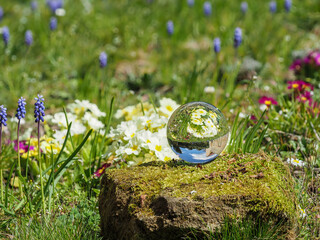 Sphere, crystal ball, lens ball on moss covered stone with flower meadow