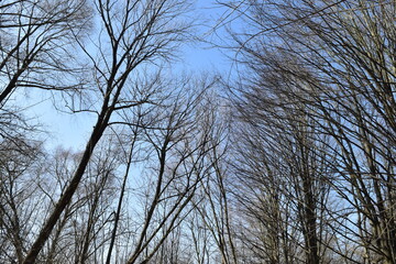 Branches of trees against the blue sky.