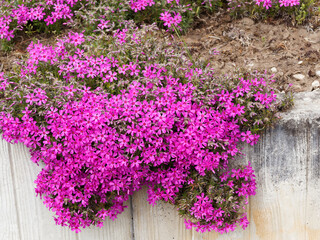 (Phlox subulata) Wunderschöner leuchtend rot Teppich-Flammenblumen oder Polster-Phlox als Bepflanzung von Trockenmauer