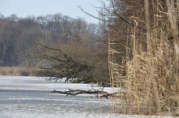 Frozen lake near the forest