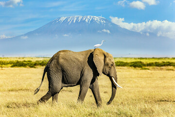 Egret stands on the elephant