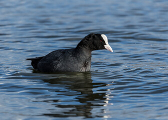 Coot. Black water bird swimming on a pond.