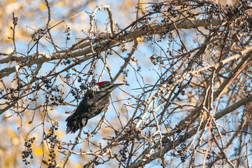 Pileated Woodpecker among the vines